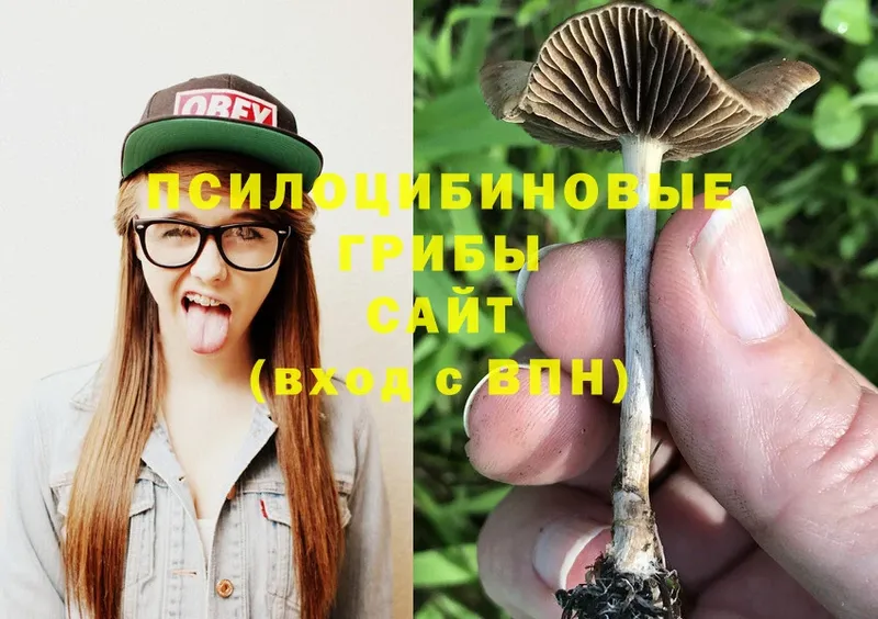 Псилоцибиновые грибы Psilocybe  продажа наркотиков  Сосновка 